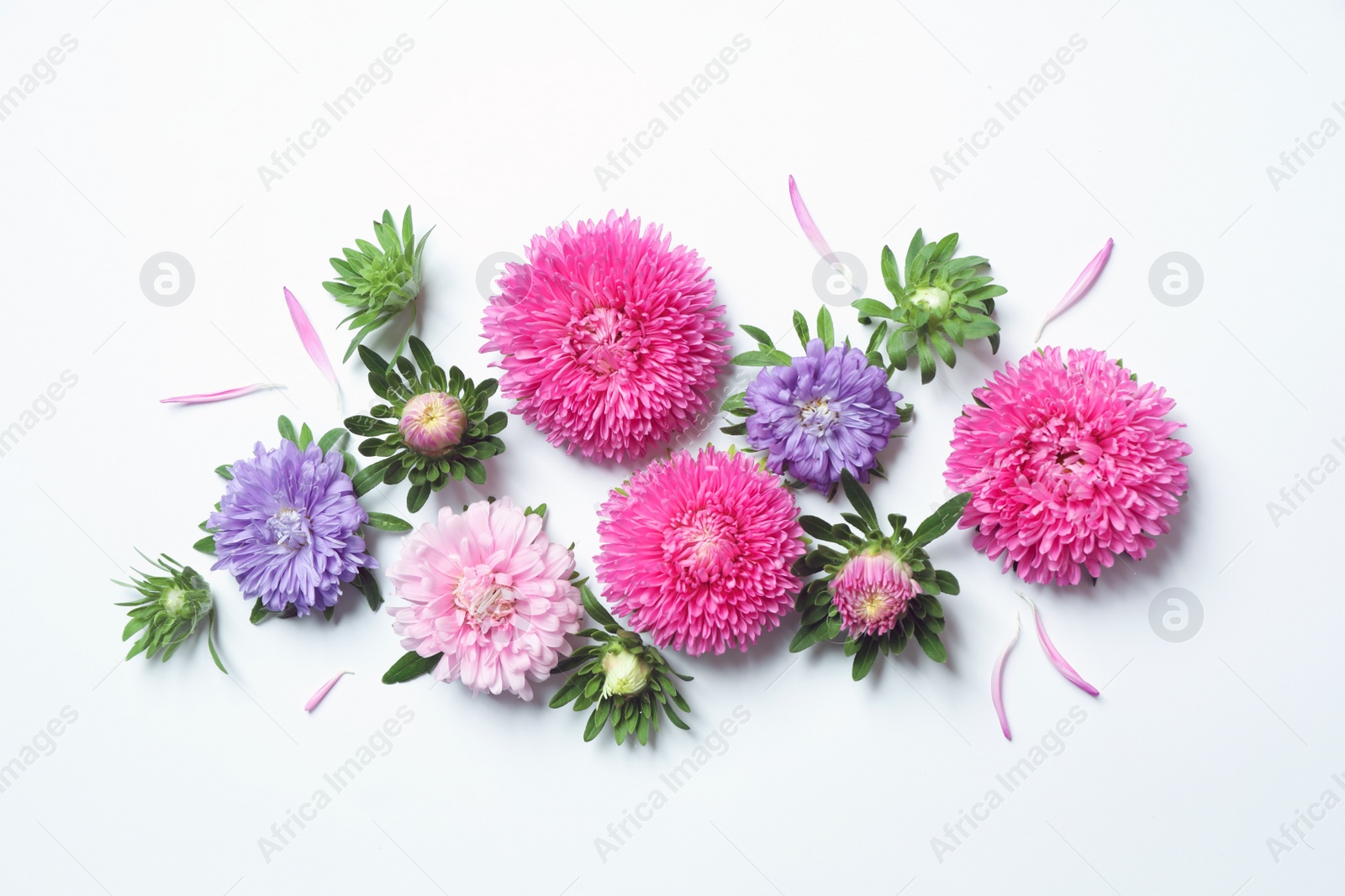 Photo of Beautiful aster flowers on white background, top view. Space for text