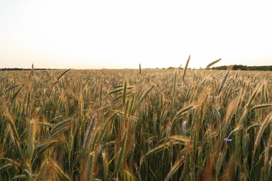 Beautiful agricultural field with ripening wheat crop