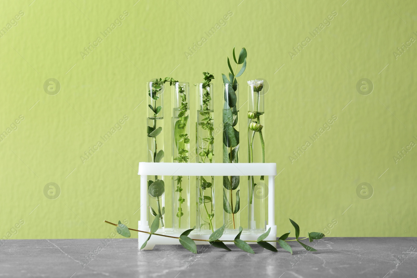 Photo of Test tubes with different plants on table against green background