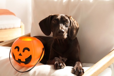 Photo of Adorable German Shorthaired Pointer dog with Halloween trick or treat bucket on armchair indoors