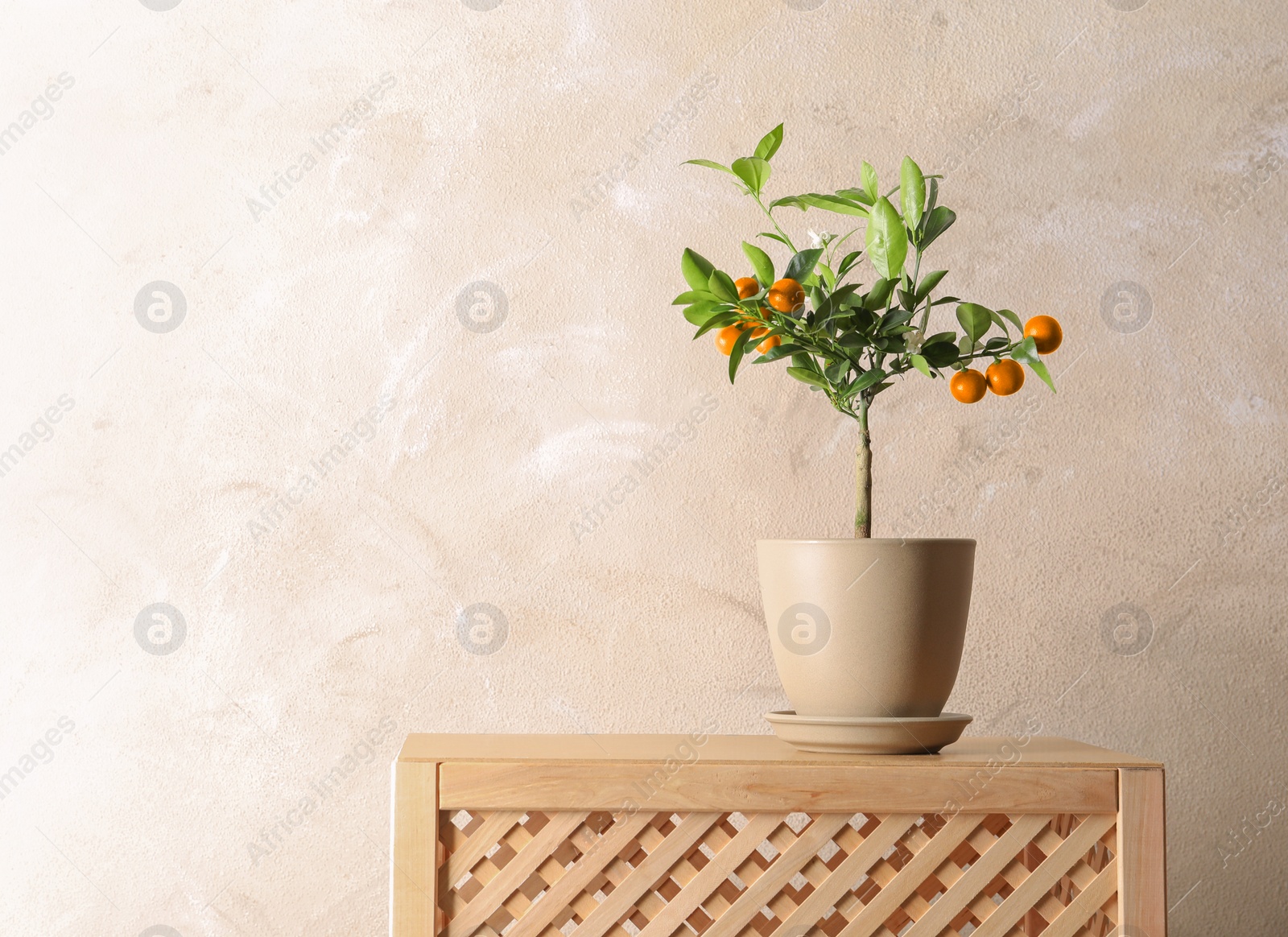 Photo of Citrus tree in pot on crate against color background. Space for text