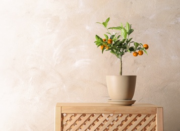 Citrus tree in pot on crate against color background. Space for text