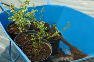 Photo of Potted green trees in wheelbarrow. Planting and gardening