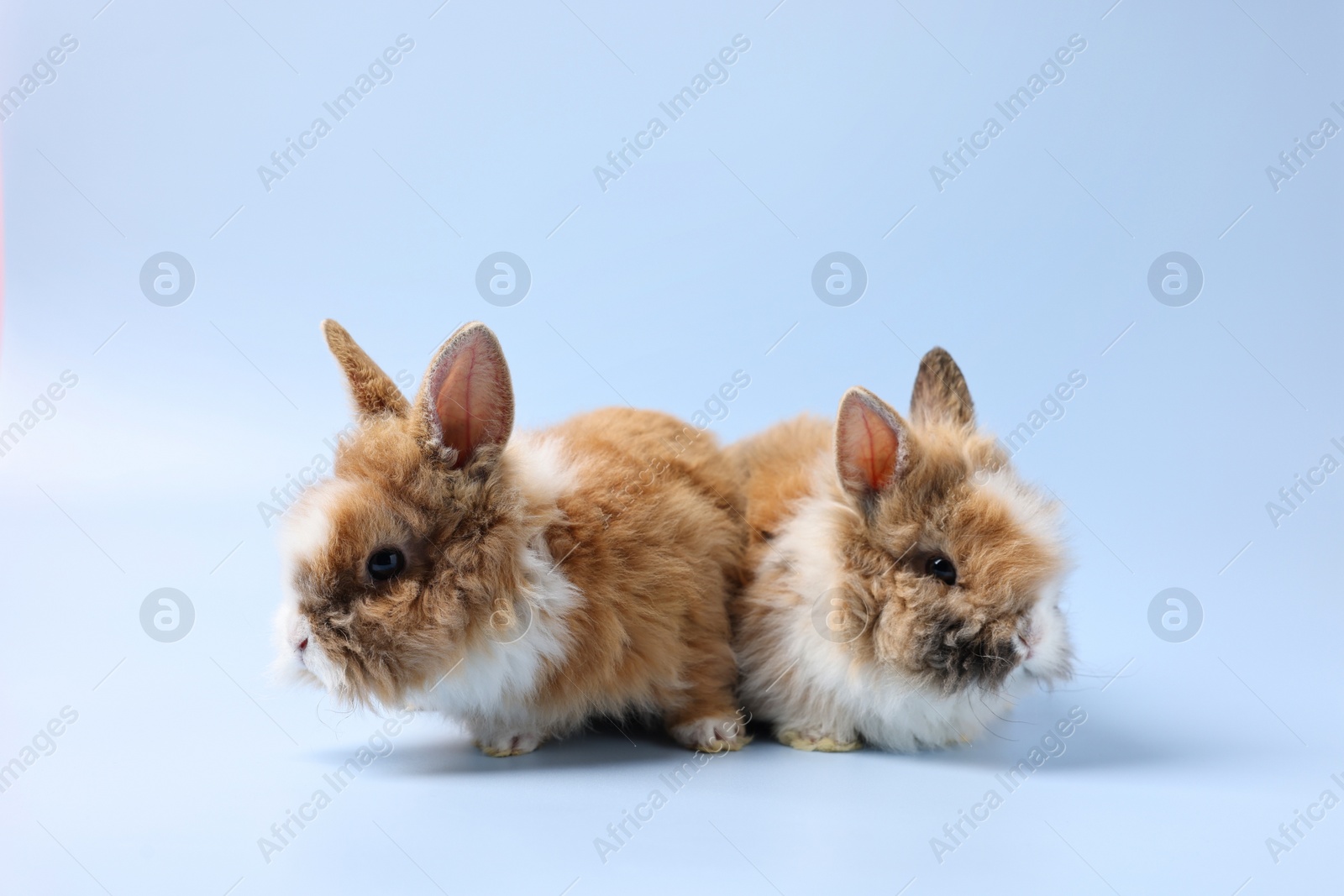 Photo of Cute little rabbits on light blue background