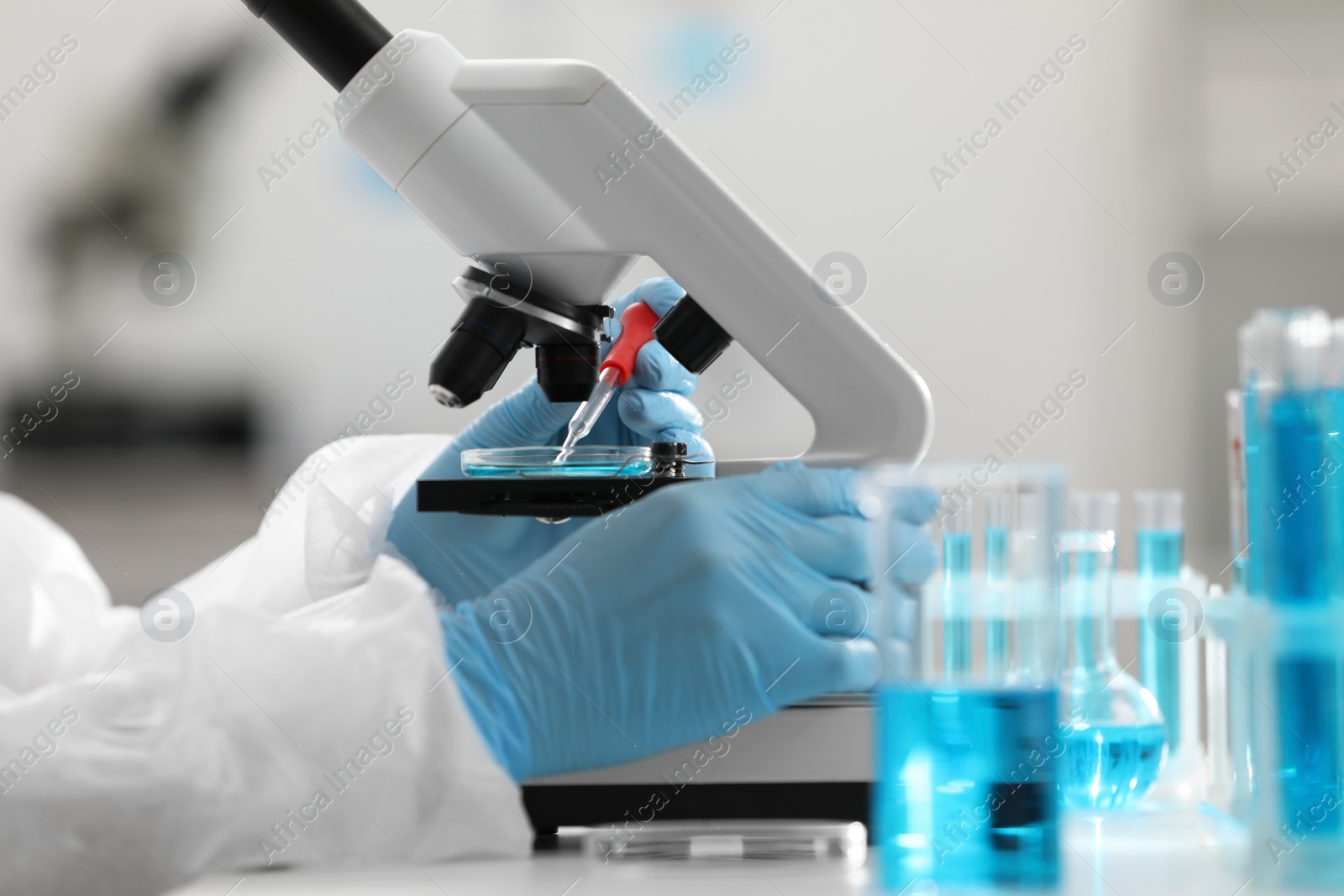 Photo of Scientist dripping sample onto Petri dish while working with microscope in laboratory, closeup