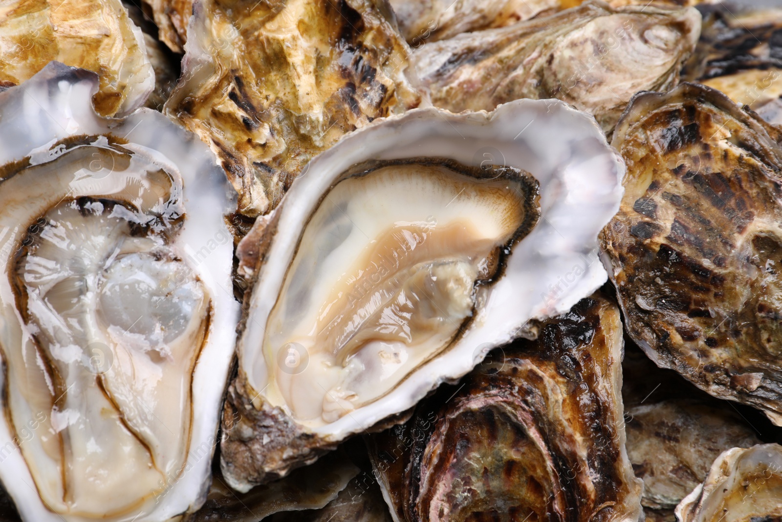 Photo of Fresh raw oysters as background, top view