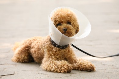 Photo of Cute Maltipoo dog with Elizabethan collar lying on pavement outdoors