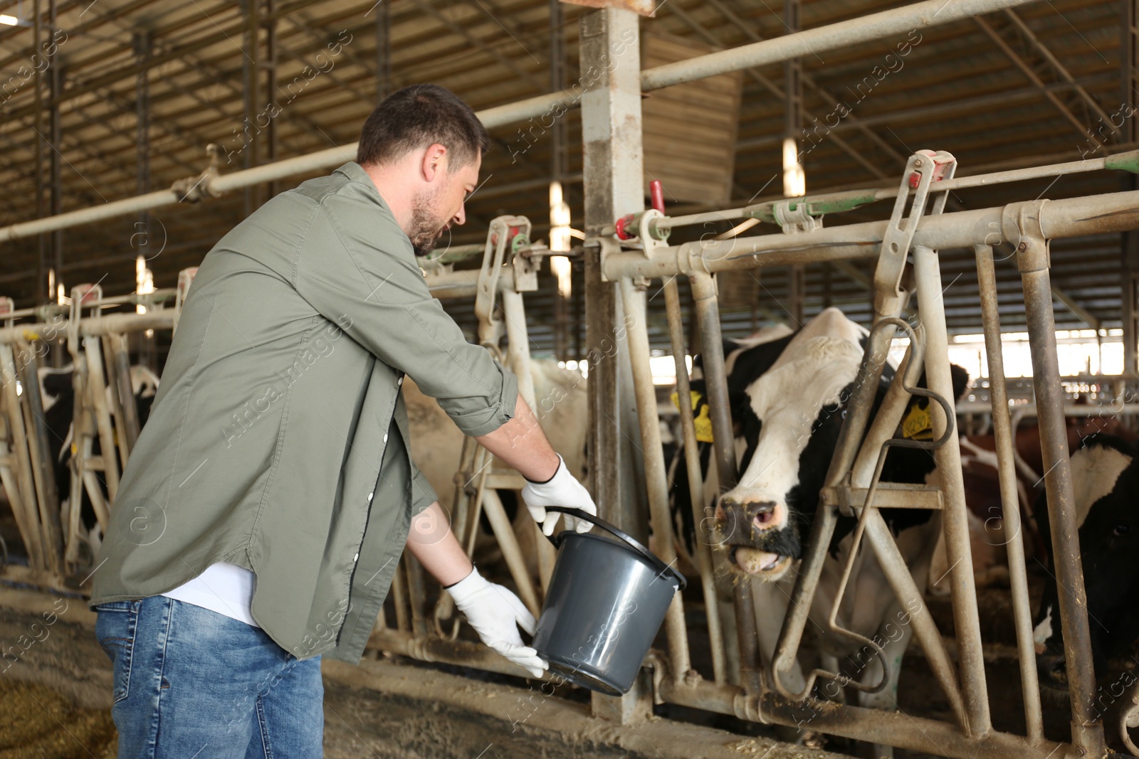 Photo of Worker with bucket feeding cow on farm. Animal husbandry
