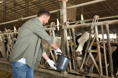 Photo of Worker with bucket feeding cow on farm. Animal husbandry