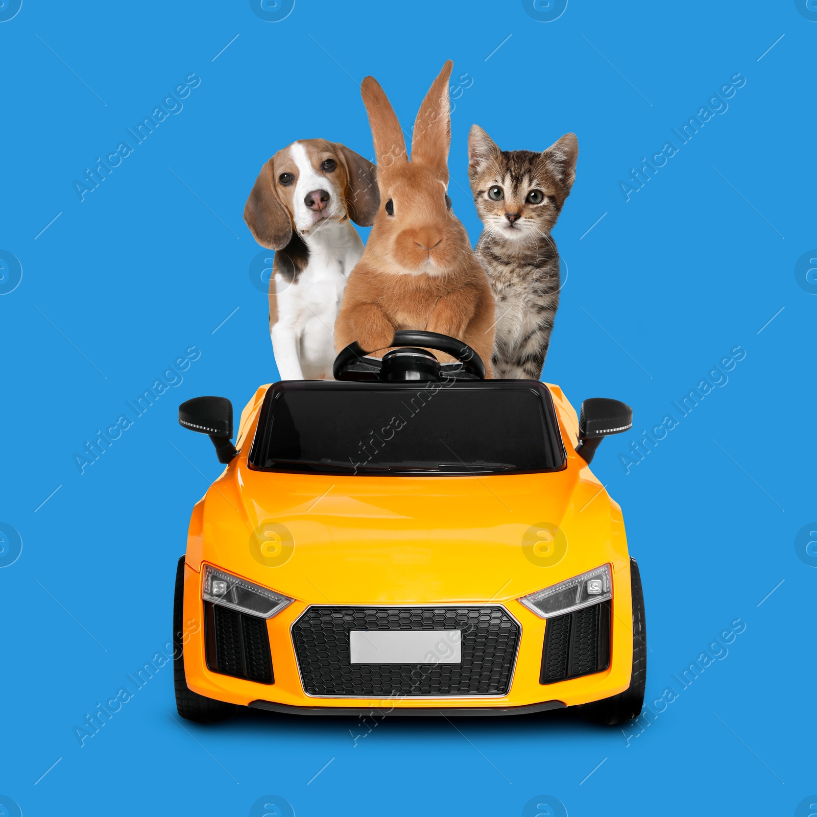 Image of Cute rabbit, Beagle puppy and tabby kitten in toy car on blue background