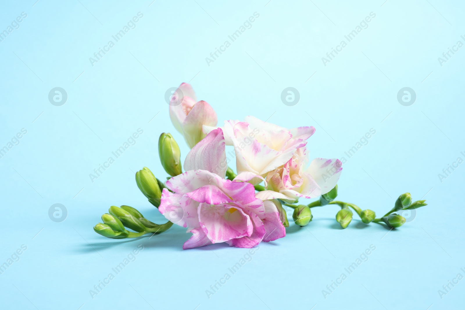 Photo of Beautiful blooming pink freesias on light blue background