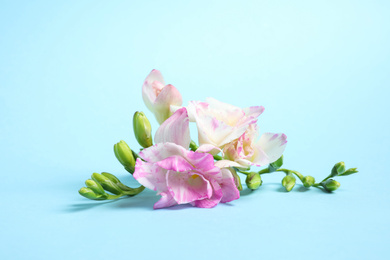 Beautiful blooming pink freesias on light blue background