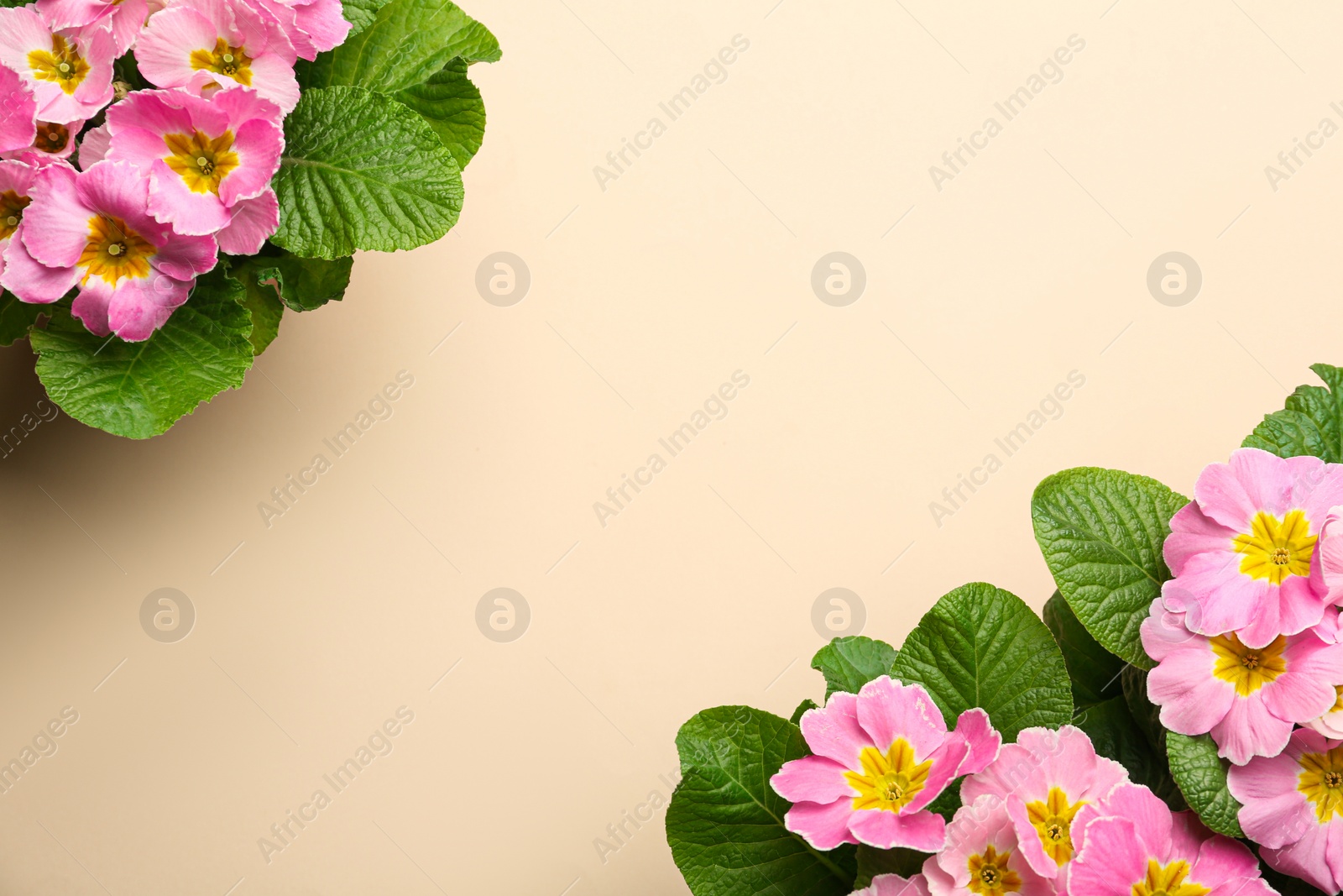 Photo of Beautiful pink primula (primrose) flowers on beige background, flat lay with space for text. Spring blossom