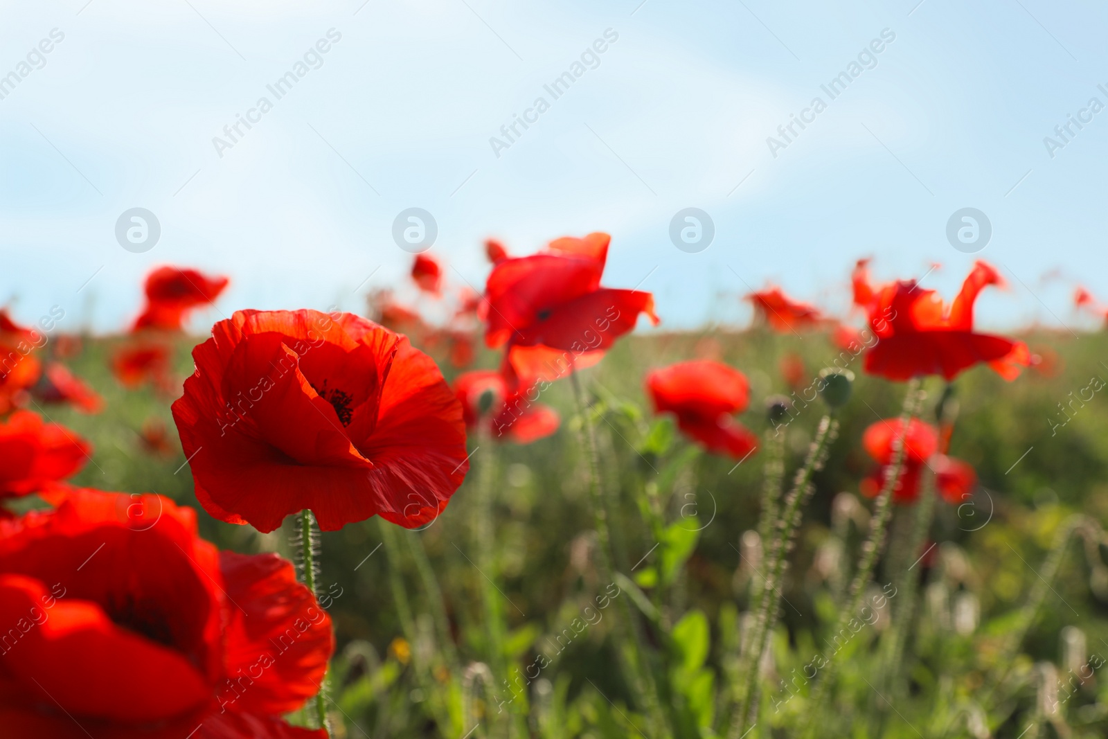 Photo of Beautiful blooming poppy flowers in field on spring day. Space for text