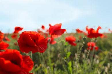 Photo of Beautiful blooming poppy flowers in field on spring day. Space for text