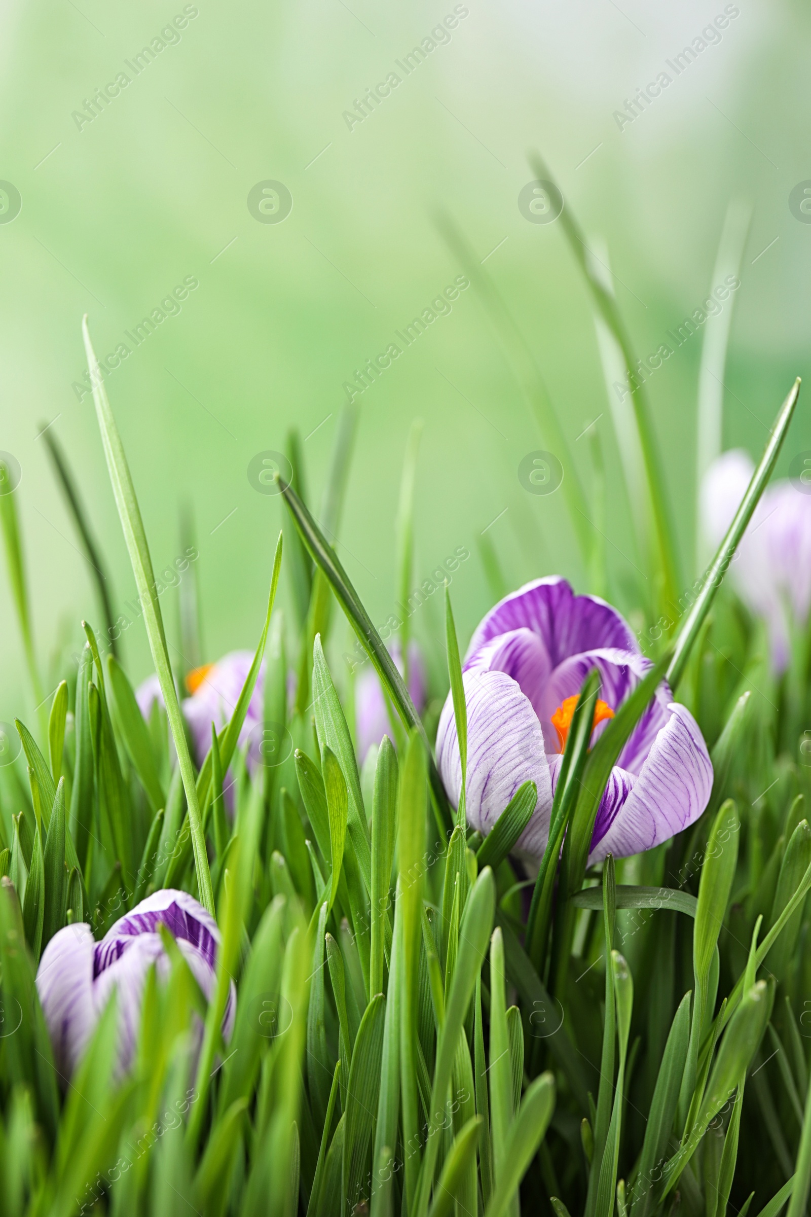 Photo of Fresh grass and crocus flowers on light green background, closeup. Spring season