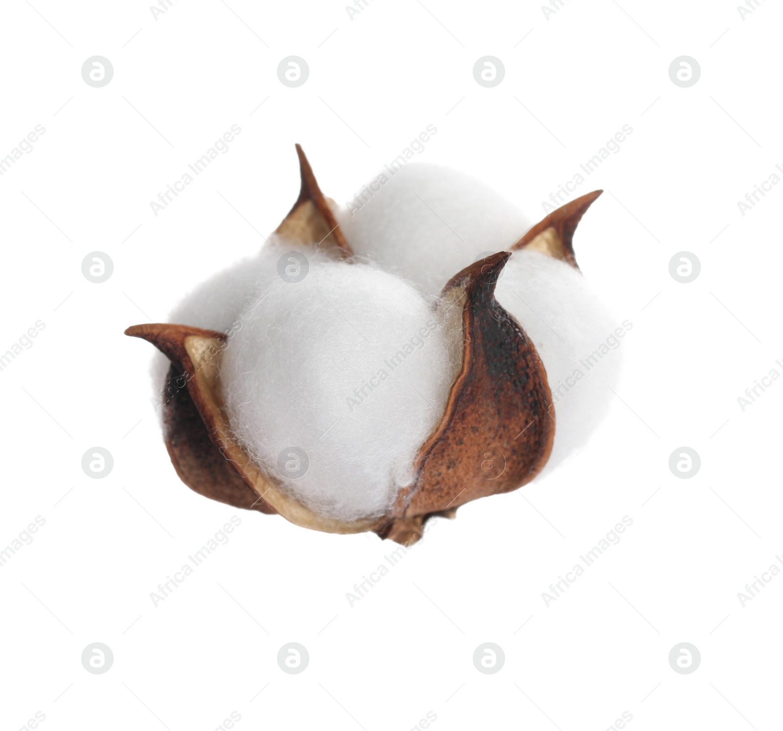 Photo of Beautiful fluffy cotton flower isolated on white