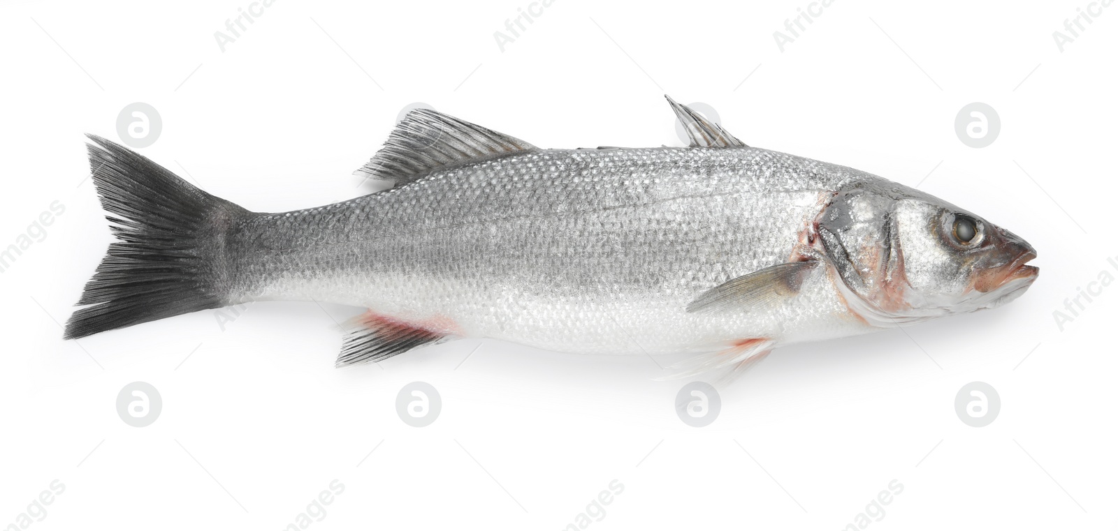 Photo of Fresh sea bass fish isolated on white, top view