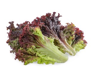 Leaves of fresh red coral lettuce isolated on white