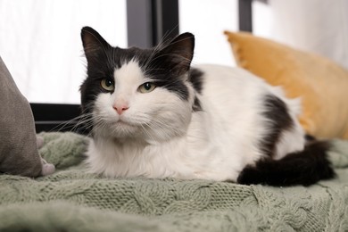 Photo of Cute cat relaxing on window sill at home. Lovely pet