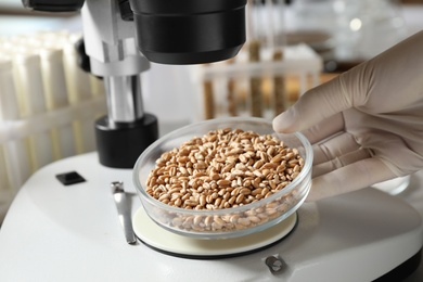 Scientist examining wheat grains with microscope in laboratory, closeup