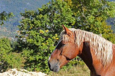 Photo of Beautiful view of horse outdoors on sunny day