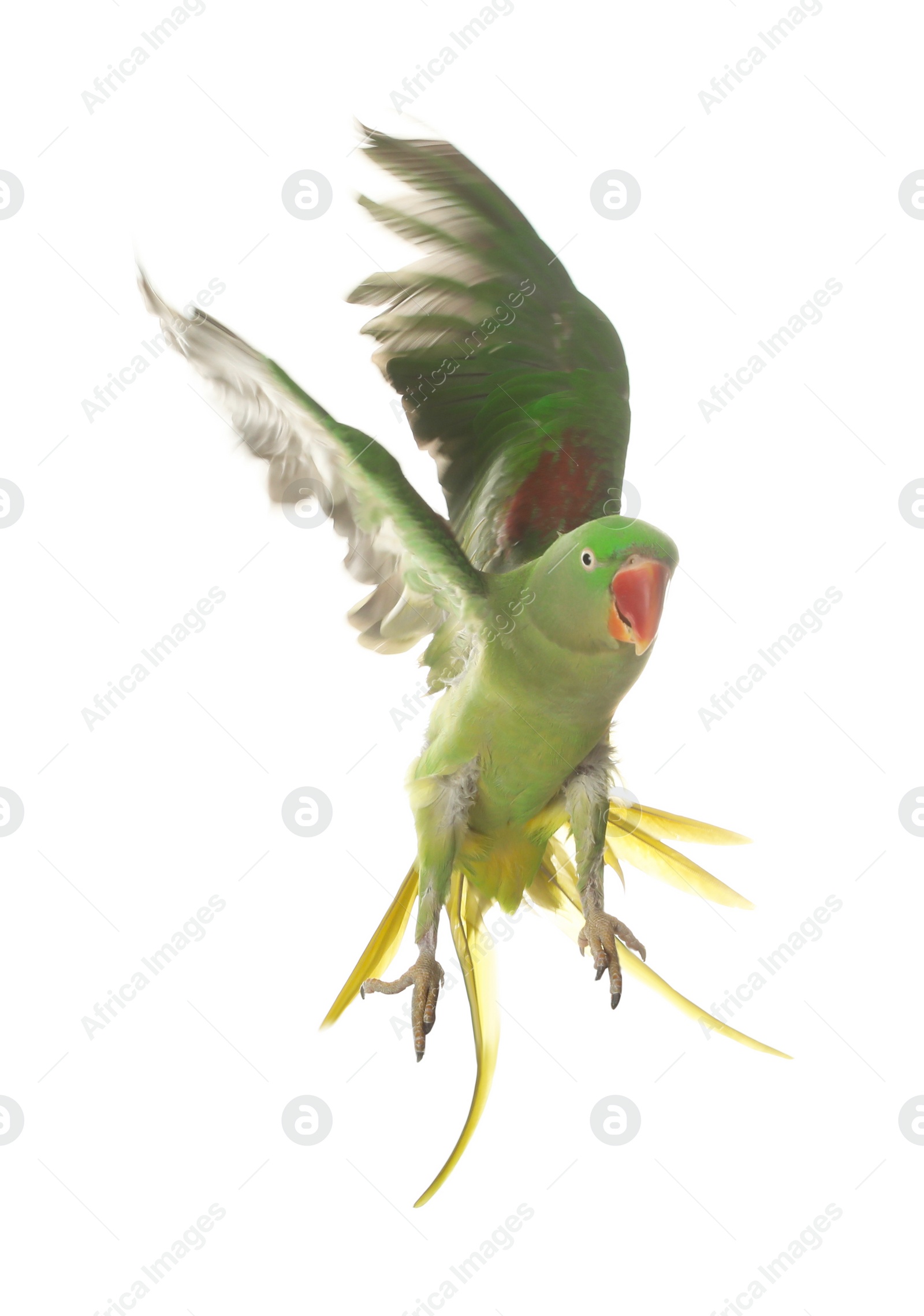 Photo of Beautiful Alexandrine parakeet flying isolated on white