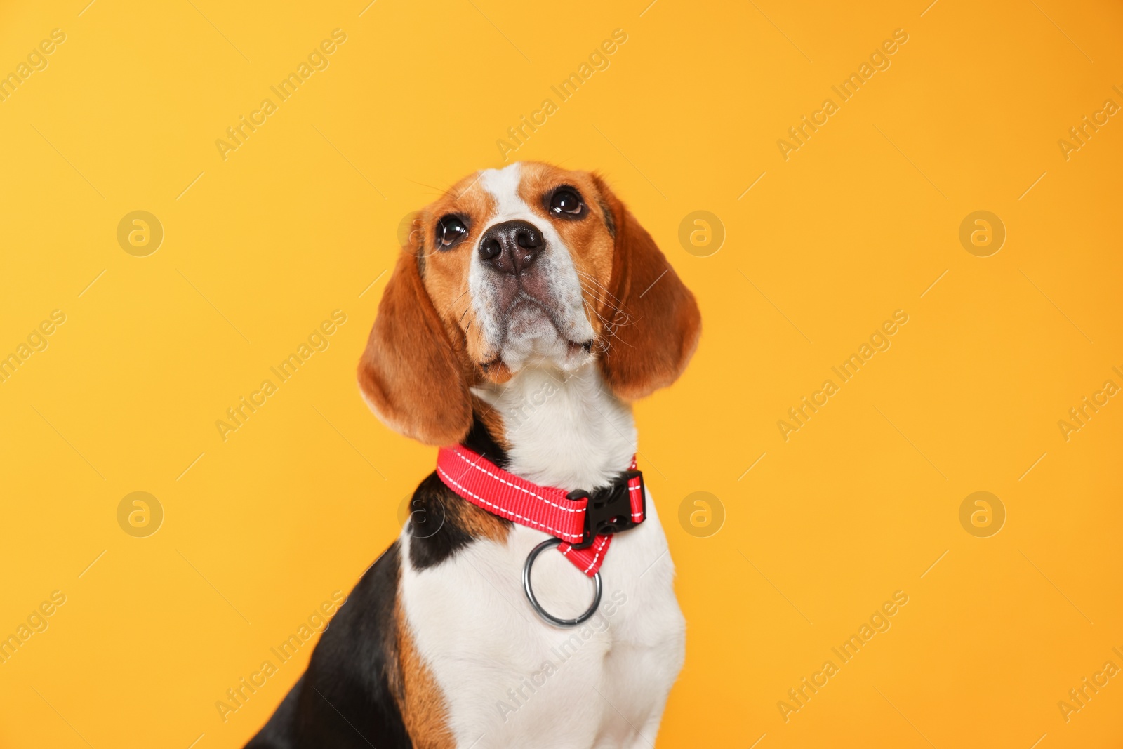 Photo of Adorable Beagle dog in stylish collar on orange background