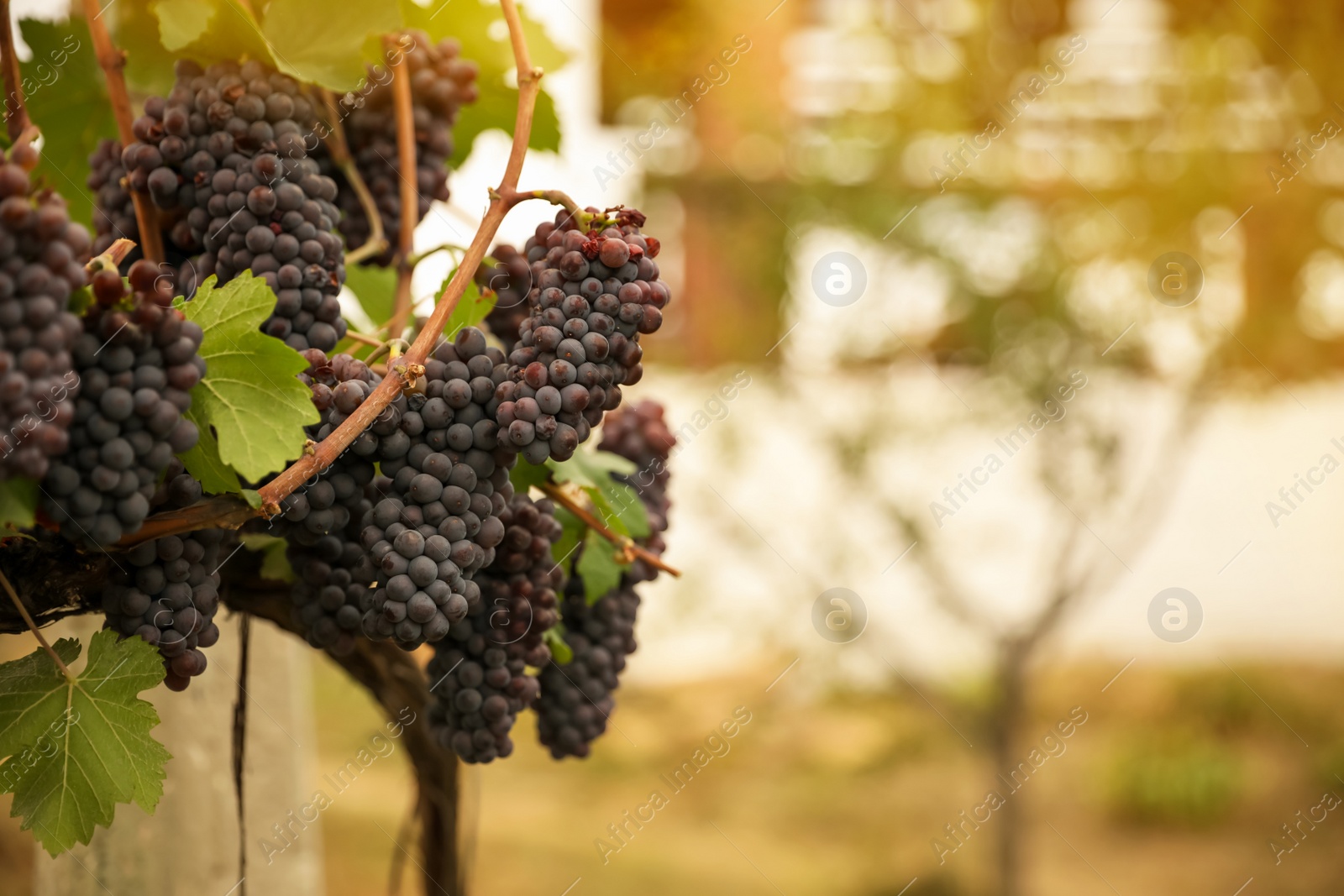 Photo of Bunch of ripe juicy grapes on branch in vineyard. Space for text