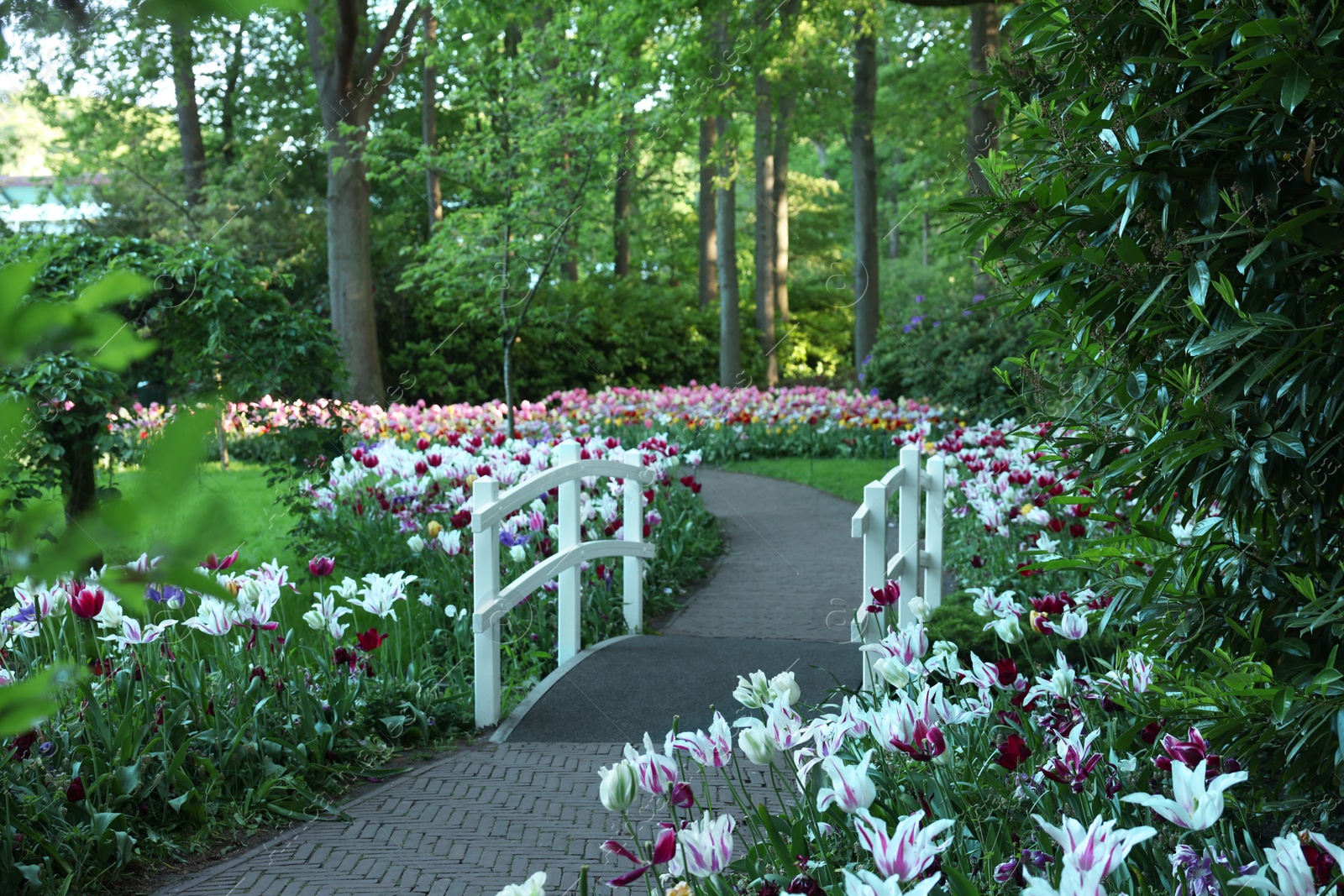 Photo of Park with beautiful flowers and bridge over canal. Spring season