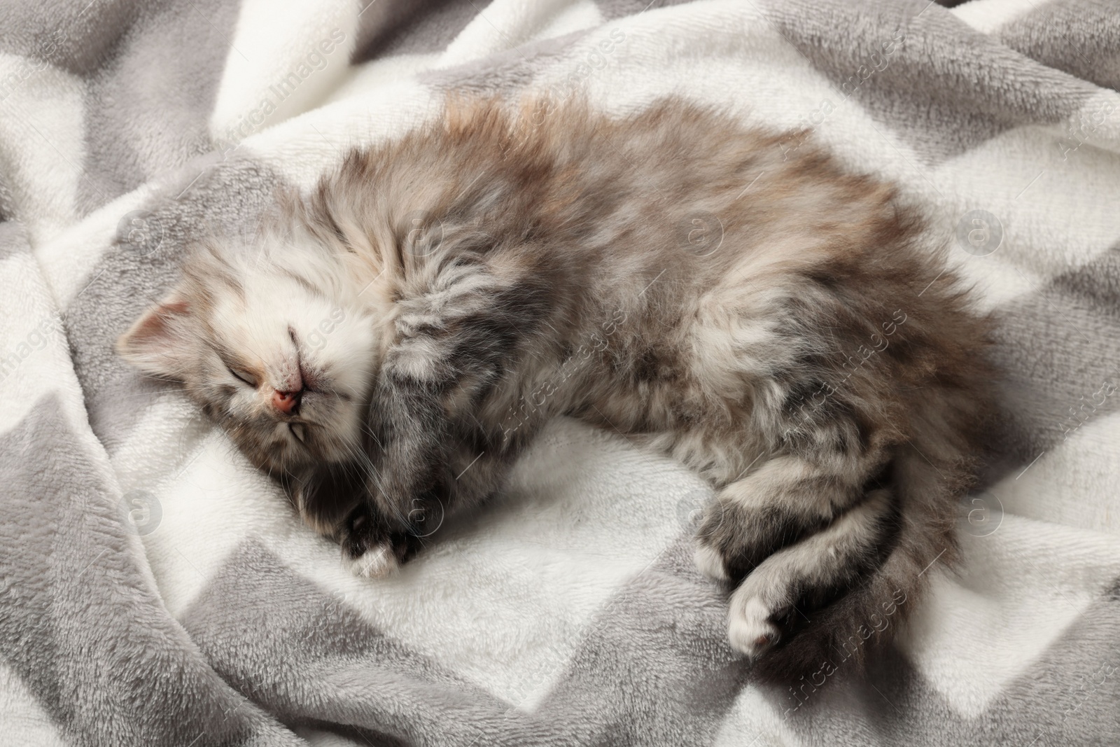 Photo of Cute kitten sleeping on soft blanket, above view