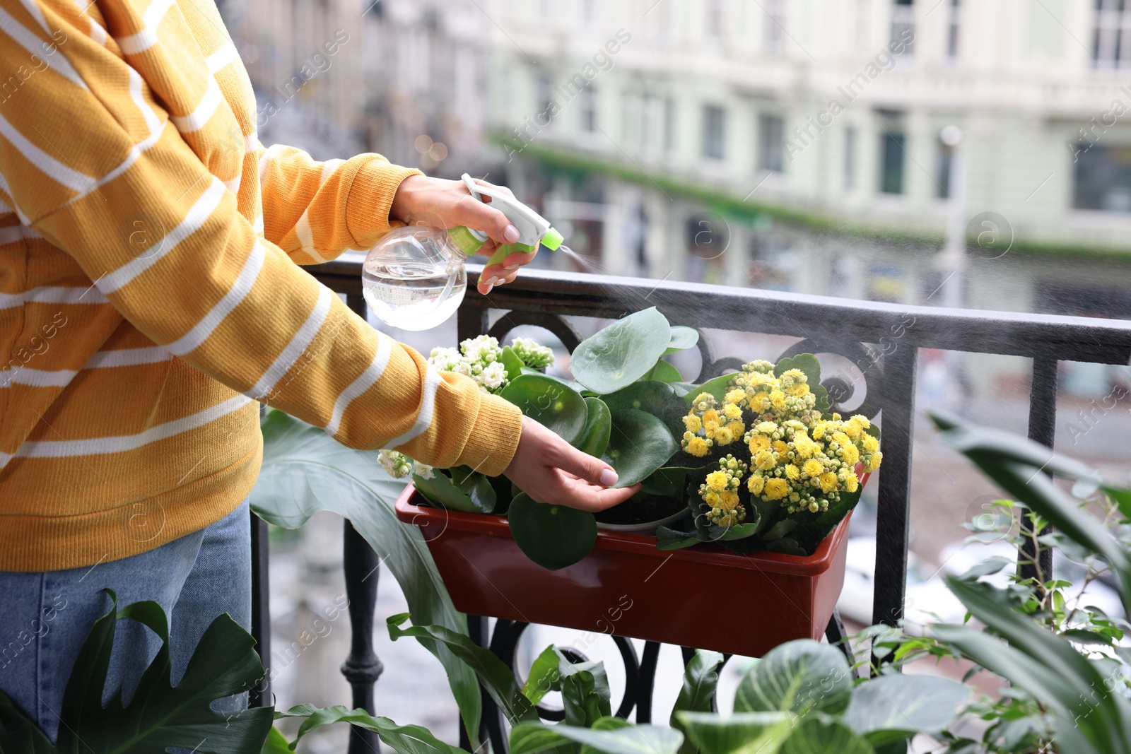 Photo of Woman spraying beautiful potted houseplants with water on balcony, closeup