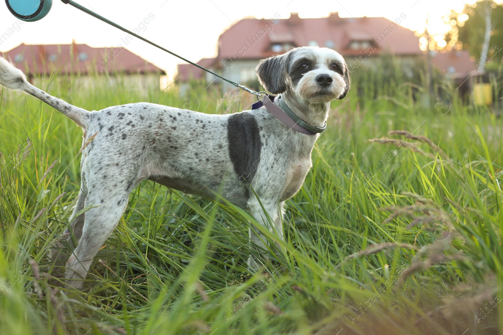 Photo of Cute dog with leash in green grass outdoors