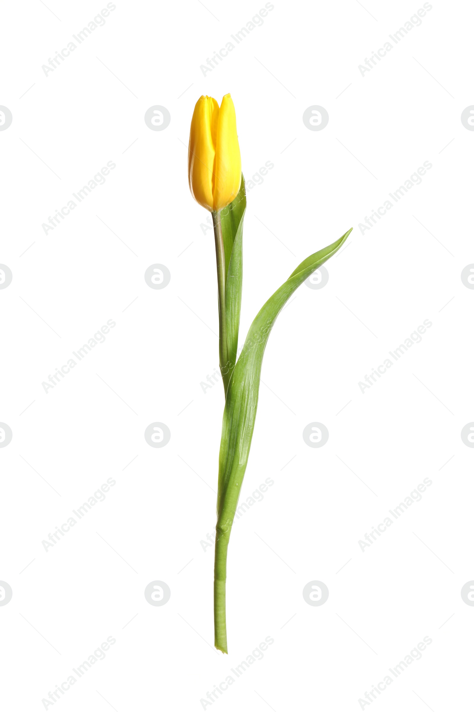 Photo of Beautiful tender spring tulip isolated on white