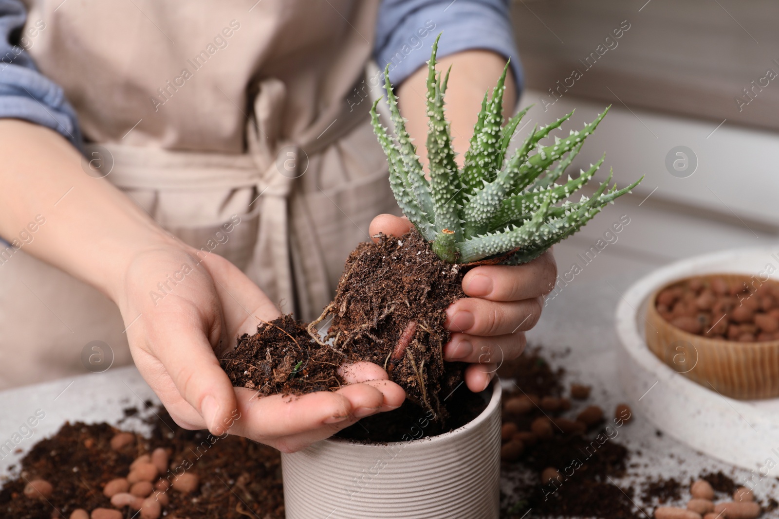 Photo of Woman transplanting Aloe into pot at table indoors, closeup. House plant care