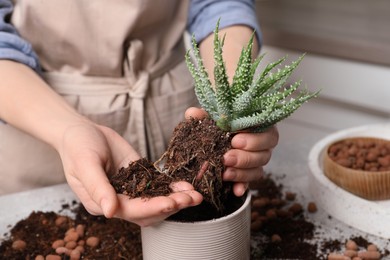 Woman transplanting Aloe into pot at table indoors, closeup. House plant care