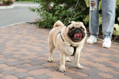 Photo of Woman walking with her cute pug outdoors, closeup