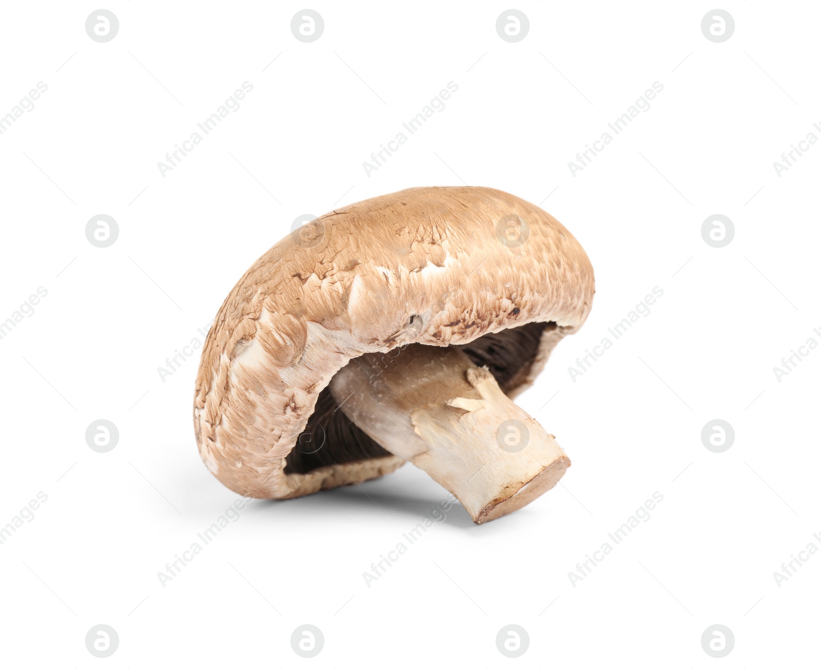 Photo of Fresh wild mushroom on white background. Edible fungi