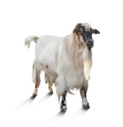 Beautiful goat isolated on white. Farm animal