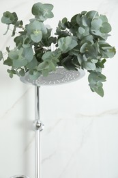 Photo of Branches with green eucalyptus leaves in shower