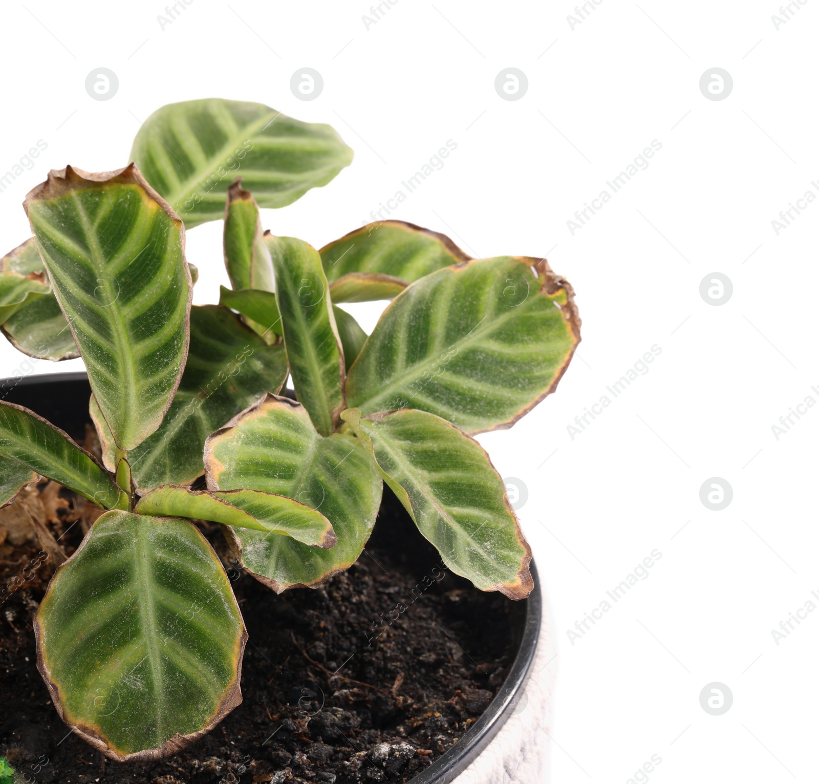 Photo of Potted houseplant with damaged leaves on white background, closeup