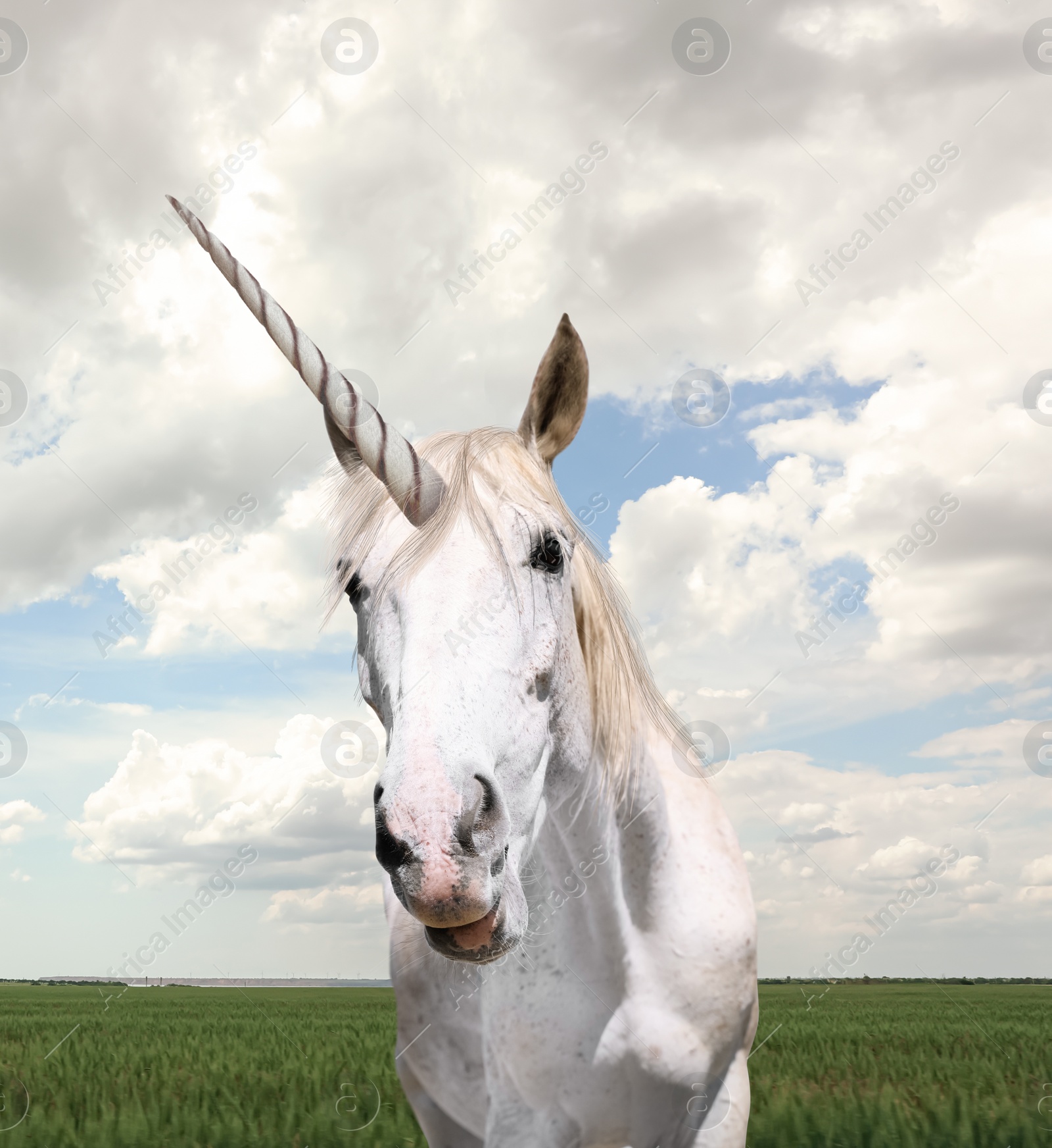 Image of Amazing unicorn with beautiful mane in field