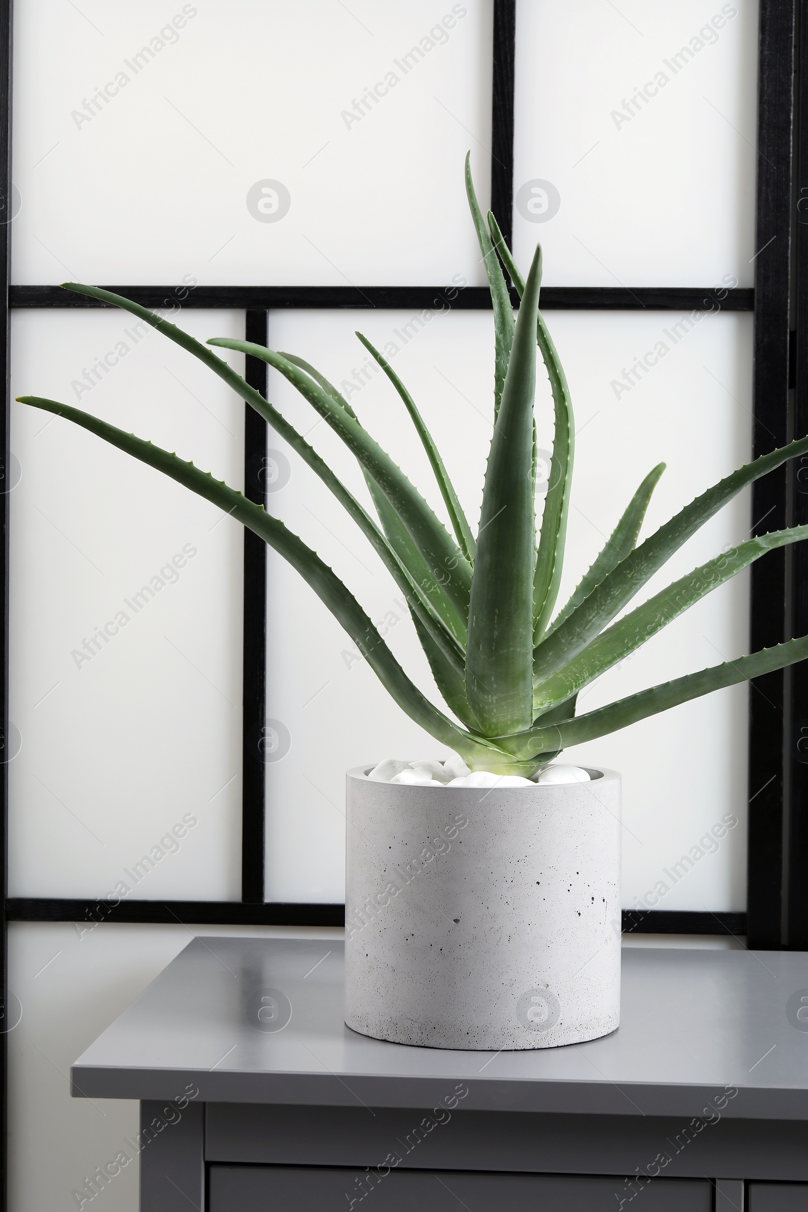 Photo of Beautiful potted aloe vera plant on chest of drawers indoors