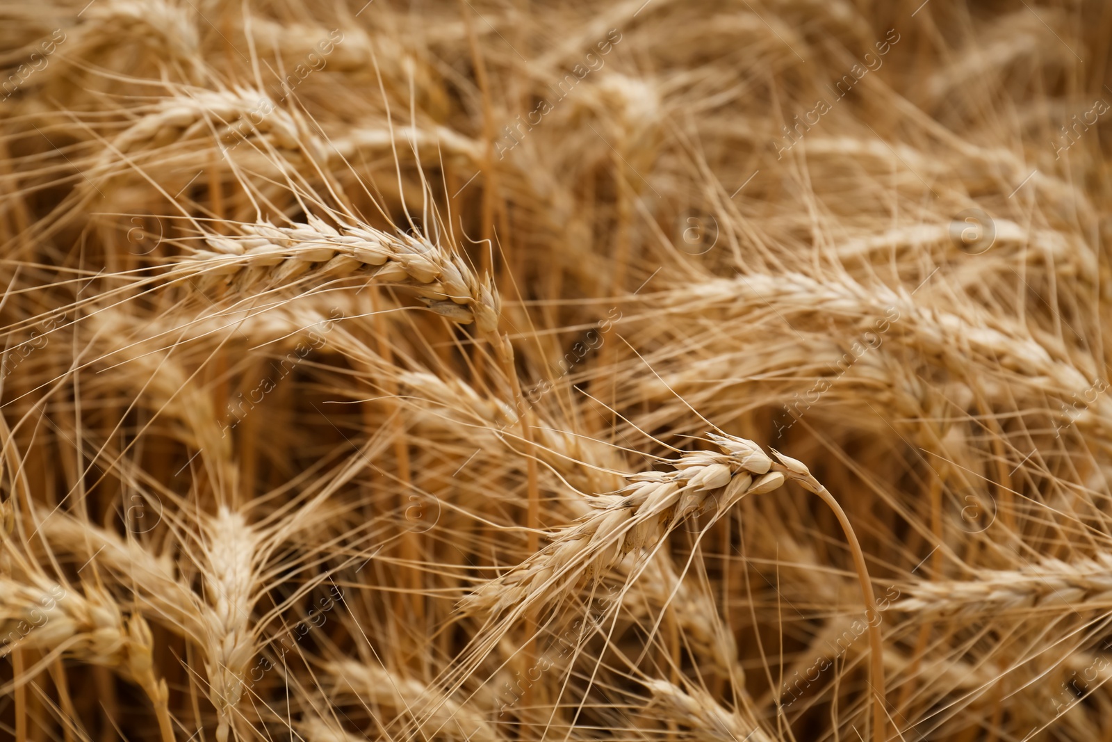 Photo of Ripe wheat spikes in agricultural field, closeup