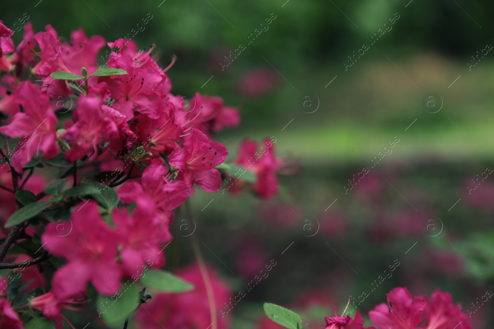 Photo of Beautiful tiny tropical flowers in botanical garden, closeup. Space for text