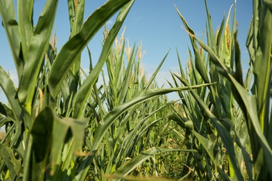 Photo of Beautiful view of corn field on sunny day