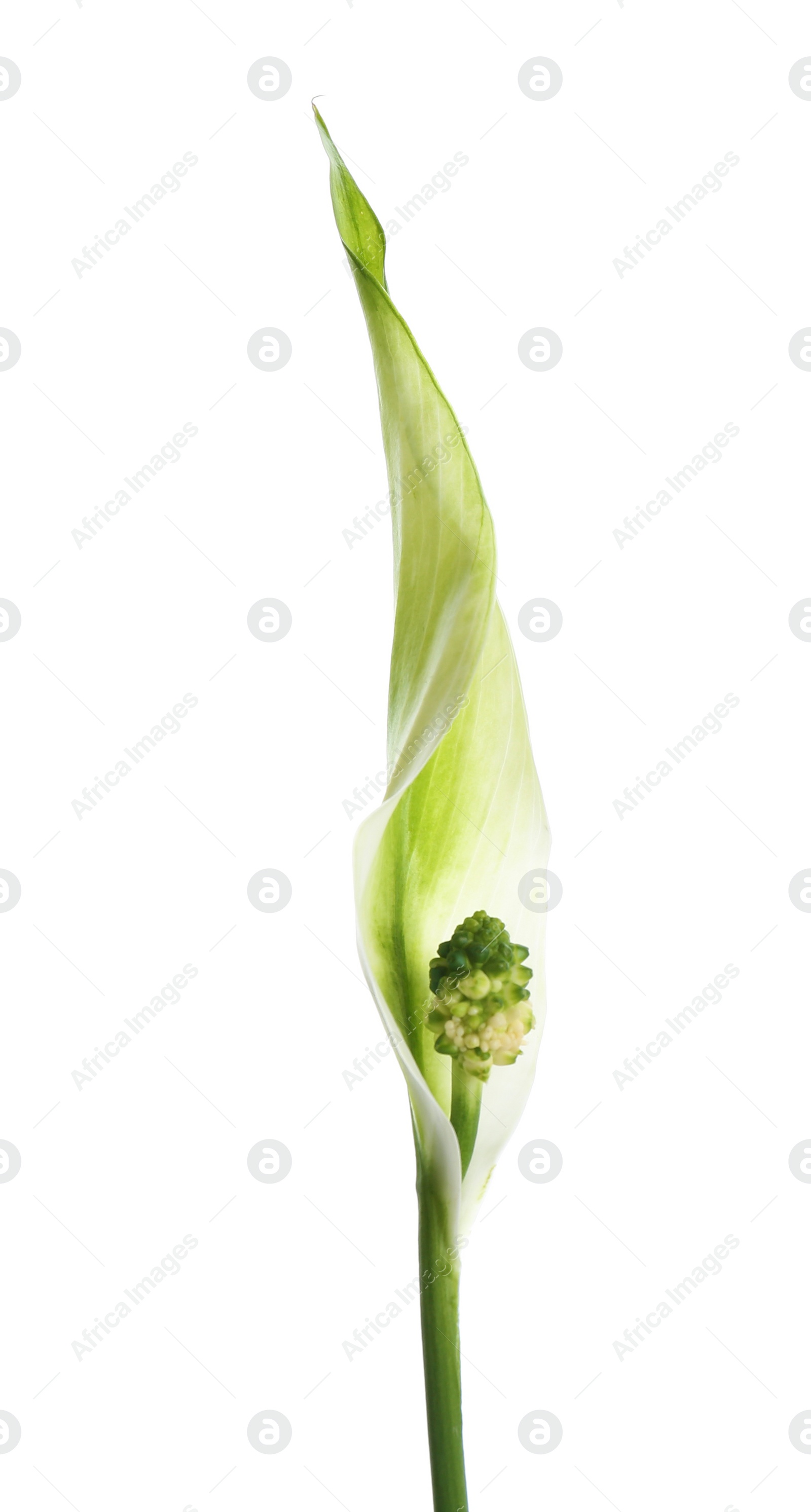 Photo of Beautiful peace lily plant on white background