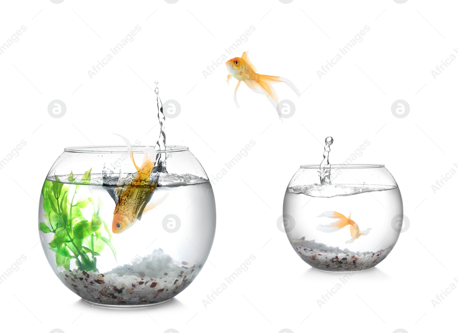 Image of Goldfish jumping from glass fish bowl into another one on white background