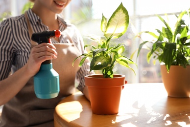 Photo of Woman taking care of home plants at table indoors, closeup with space for text