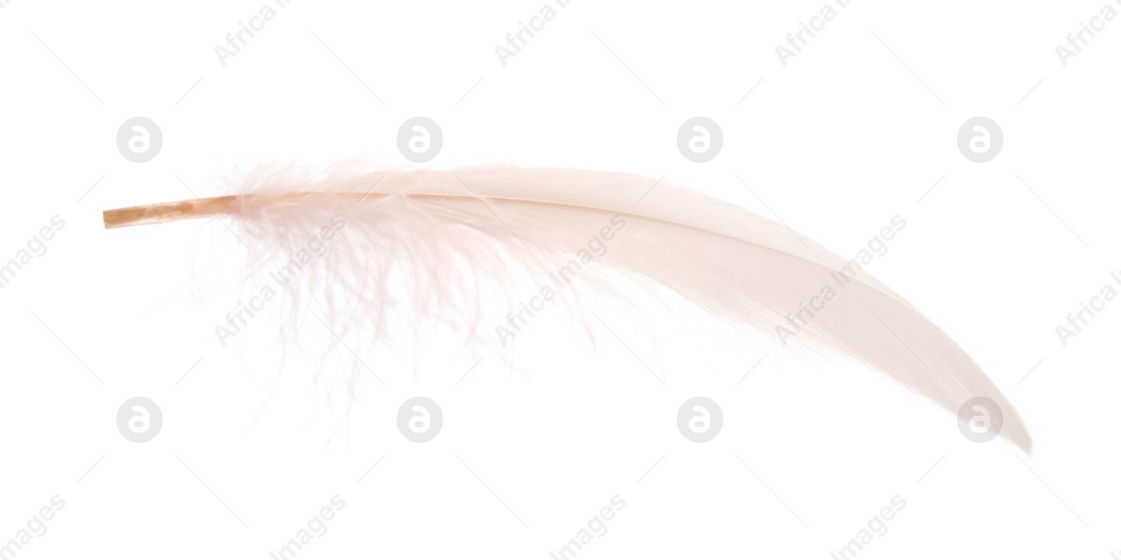 Photo of Beautiful delicate light pink feather isolated on white